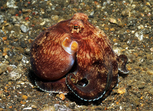 41 Coconut Octopus.jpg
